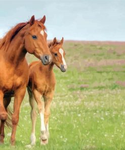 Brown Mares Diamond Paintings