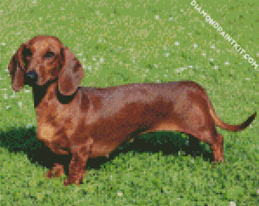 Brown Dog Doxie Diamond Paintings