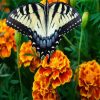 Butterfly Marigolds Diamond Paintings