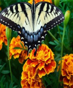 Butterfly Marigolds Diamond Paintings