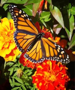 Butterfly On Marigolds Diamond Paintings