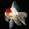 Cap White Fish Diamond Painting