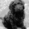 Cute Black Cavoodle Diamond Paintings