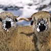 Cute Blacknose Sheep In Snow Diamond Paintings