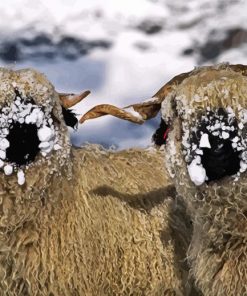 Cute Blacknose Sheep In Snow Diamond Paintings