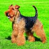 Dog Welsh Terrier Diamond Paintings