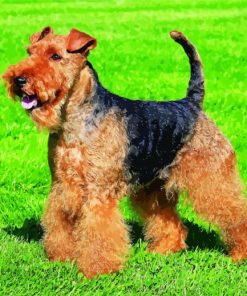 Dog Welsh Terrier Diamond Paintings