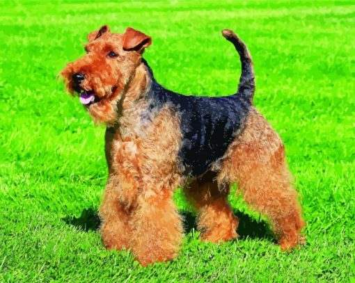 Dog Welsh Terrier Diamond Paintings