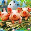 Farm Pigs Diamond Paintings