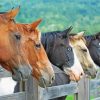 Five Horses Animals Diamond Paintings