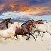 Five Horses In Desert Diamond Paintings