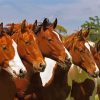 Five Horses Diamond Paintings