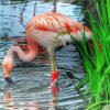 Flamingo Drinking Water Diamond Paintings