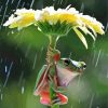 Frog Under Flower Umbrella Diamond Paintings