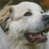 Great Pyrenees Dog diamond painting