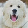 Great Pyrenees Dog Head diamond painting