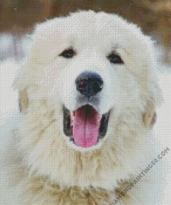 Great Pyrenees Dog Head diamond painting