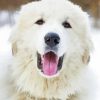 Great Pyrenees Dog Head diamond painting