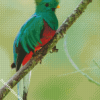 Green Quetzal Bird Diamond Paintings