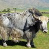 Grey Domestic Yak Diamond Paintings