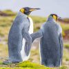 Grey Penguin Couple Diamond Paintings