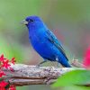 Indigo Bunting Bird Diamond Paintings