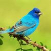 Indigo Bunting On Branch Diamond Paintings