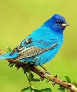 Indigo Bunting On Branch Diamond Paintings