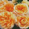 Orange Floribunda Flowers diamond painting