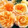 Orange Floribunda Flowers diamond painting