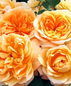 Orange Floribunda Flowers diamond painting