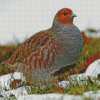 Partridge Bird Diamond Paintings