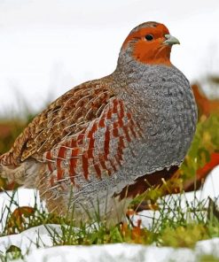 Partridge Bird Diamond Paintings