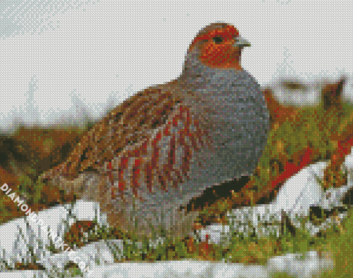 Partridge Bird Diamond Paintings