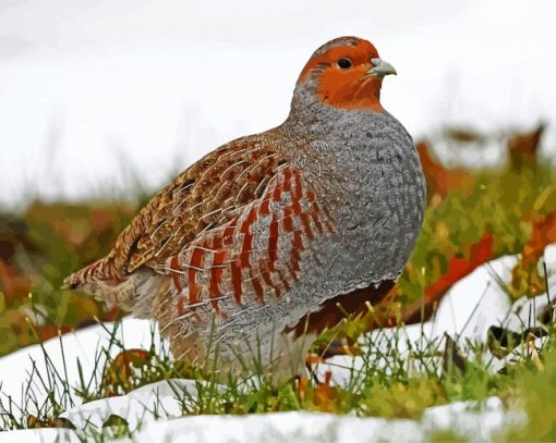 Partridge Bird Diamond Paintings