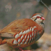 Aesthetic Partridge Bird Diamond Paintings