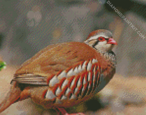 Aesthetic Partridge Bird Diamond Paintings