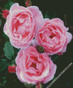 Pink Floribunda diamond painting