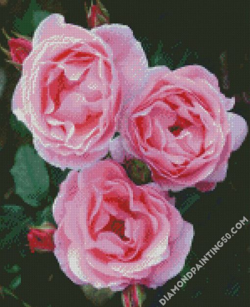 Pink Floribunda diamond painting