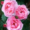 Pink Floribunda diamond painting