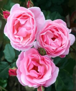 Pink Floribunda diamond painting