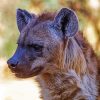 Spotted Hyena Face Diamond Paintings