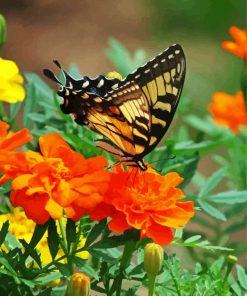 Swallowtail On Marigolds Diamond Paintings