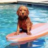 Wet Dog On Surfboard Diamond Paintings