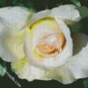 White Floribunda diamond painting