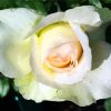 White Floribunda diamond painting