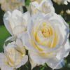 White Floribunda Flowers diamond painting