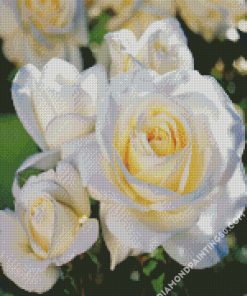 White Floribunda Flowers diamond painting