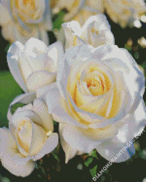 White Floribunda Flowers diamond painting