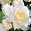 White Floribunda Flowers diamond painting